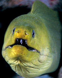 Green Moray at the Fredericksted Pier in St. Croix. by Juan Torres 